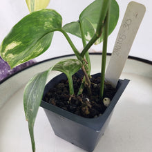 Load image into Gallery viewer, Scindapsus Jade Satin Aurea, Exact Plant Variegated