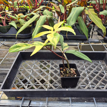 Load image into Gallery viewer, Philodendron Florida Beauty, Exact Plant Variegated Ships Nationwide