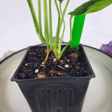 Load image into Gallery viewer, Monstera Adansonii Mint "Indonesia" Variegated 4" pot, Fedex 2day*