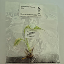 Load image into Gallery viewer, Monstera Deliciosa Mint tissue culture 2DayAir