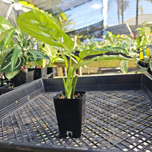 Load image into Gallery viewer, Monstera Esqueleto 2.5" Pot, Fedex 2 day*