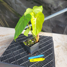 Load image into Gallery viewer, Philodendron Pastazanum, Exact Plant Ships Nationwide