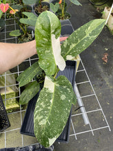 Load image into Gallery viewer, Philodendron Jose Buono Variegated exact plant, Fedex 2day*