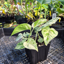 Load image into Gallery viewer, Epipremnum Pinnatum Marble, Exact Plant Variegated Ships Nationwide