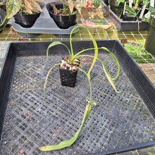 Load image into Gallery viewer, Philodendron Holtonianum Variegated, Exact Plant Ships Nationwide