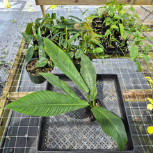 Load image into Gallery viewer, Philodendron Campii Lynette, Exact Plant Ships Nationwide
