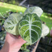 Load image into Gallery viewer, Alocasia Ninja Tricolor Splash, Black Velvet Variegated 2.5" pot, Fedex 2day*