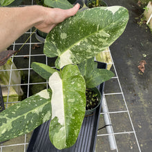 Load image into Gallery viewer, Philodendron Jose Buono Variegated exact plant, Fedex 2day*