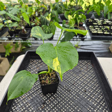Load image into Gallery viewer, Monstera Borsigiana Aurea Variegated exact plant, Fedex 2day*
