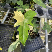 Load image into Gallery viewer, Philodendron Golden Dragon Variegated exact plant, Fedex 2day*