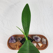 Load image into Gallery viewer, Philodendron Campii Lynette, Exact Plant Ships Nationwide