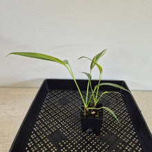 Load image into Gallery viewer, Epipremnum Amplissimum Variegated exact plant, Fedex 2day*