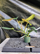 Load image into Gallery viewer, Philodendron Sagittifolium, Tuxtlanum Rubra, Exact Plant Ships Nationwide