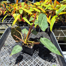 Load image into Gallery viewer, Philodendron Maximum 4" pot, Fedex 2day*