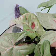 Load image into Gallery viewer, Syngonium Milk Confetti Shipped Nationwide