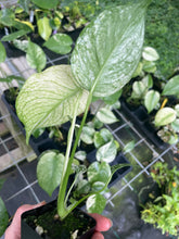 Load image into Gallery viewer, Monstera Deliciosa White Monster Variegated 2.5" Pot, Fedex 2 day*