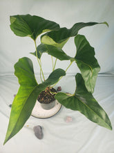 Load image into Gallery viewer, Anthurium Brownii 6" pot, Fedex 2day