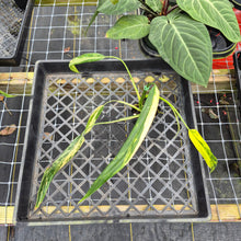 Load image into Gallery viewer, Philodendron Holtonianum Variegated, Exact Plant Ships Nationwide
