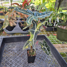 Load image into Gallery viewer, Alocasia sanderiana 'Nobilis' Aurea, Exact Plant Ships Nationwide
