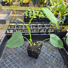 Load image into Gallery viewer, Philodendron Microstictum, Exact Plant Ships Nationwide
