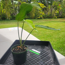 Load image into Gallery viewer, Anthurium Spectabile Wide Form, Exact Plant Ships Nationwide