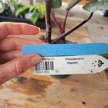 Load image into Gallery viewer, Philodendron Majesty, Exact Plant Ships Nationwide
