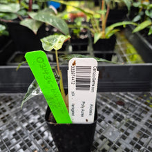 Load image into Gallery viewer, Alocasia polly aurea variegated, Exact Plant Ships Nationwide.