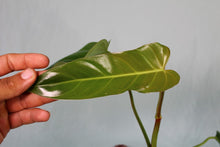 Load image into Gallery viewer, Philodendron Bernadopazii Exact Plant