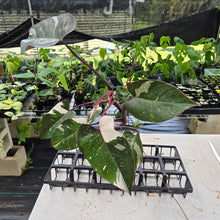Load image into Gallery viewer, Philodendron Red Anderson Variegated exact plant, Fedex 2day*