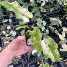 Load image into Gallery viewer, Alocasia Jacklyn Aurea variegated 2.5" pot, Fedex 2day*