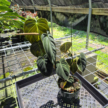 Load image into Gallery viewer, Philodendron Melanochrysum Variegated exact plant, Fedex 2day*