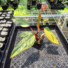 Load image into Gallery viewer, Philodendron Strawberry Shake Variegated exact plant, Fedex 2day*