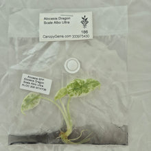 Load image into Gallery viewer, Alocasia Dragon Scale Albo Ultra tissue culture 2DayAir