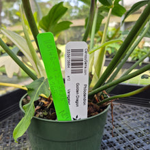 Load image into Gallery viewer, Philodendron Golden Dragon, Exact Plant Variegated