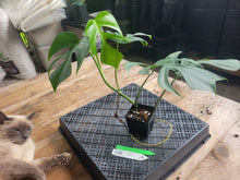 Load image into Gallery viewer, Monstera Sierrana Hawaii Clone, Exact Plant Ships Nationwide