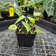 Load image into Gallery viewer, Philodendron Hederaceum, Heart Leaf, Exact Plant Variegated Ships Nationwide