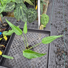 Load image into Gallery viewer, Monstera Burle Marx Flame, Exact Plant Ships Nationwide