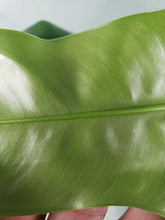 Load image into Gallery viewer, Jerry Horne, exact plant, Philodendron, ships nationwide