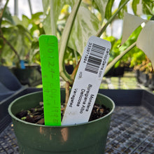 Load image into Gallery viewer, Monstera Borsigiana Albo Deliciosa, Exact Plant Variegated Ships Nationwide
