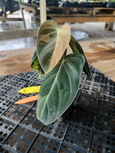 Load image into Gallery viewer, Philodendron Melanochrysum, Exact Plant Variegated Ships Nationwide