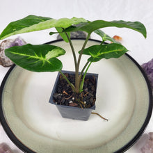 Load image into Gallery viewer, Syngonium Panda Variegated 2.5" pot, Fedex 2day*