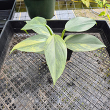 Load image into Gallery viewer, Philodendron Hastatum Silver Sword, Exact Plant Variegated Ships Nationwide
