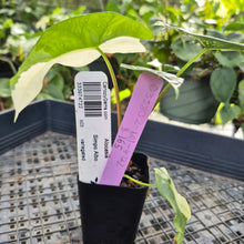 Load image into Gallery viewer, Alocasia simpo albo Exact Plant Ships Nationwide