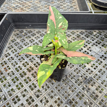 Load image into Gallery viewer, Syngonium Red Spot Tricolor Variegated exact plant, Fedex 2day*