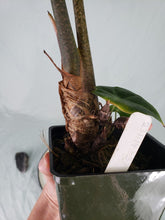 Load image into Gallery viewer, Longiloba Denudata, Exact Plant, Alocasia