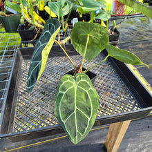 Load image into Gallery viewer, Anthurium "Michelle x Zara" x Noid Hybrid, Exact Plant Ships Nationwide