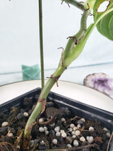 Load image into Gallery viewer, Philodendron Melanochrysum 4" pot, Fedex 2day*