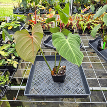 Load image into Gallery viewer, Philodendron Gloriosum, Pink Veined Back, Exact Plant Ships Nationwide