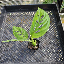 Load image into Gallery viewer, Monstera Esqueleto 2.5" Pot, Fedex 2 day*