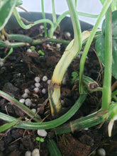 Load image into Gallery viewer, Pinnatum Albo, Exact Plant, multi pot of 5, variegated Epipremnum